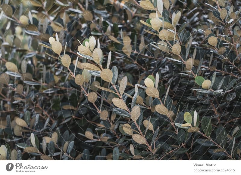 Aufsteigende Zweige und grün-weiße Blätter eines Strauches Buchse Farbe Natur natürlich Pflanze Blatt Park Garten im Freien Outdoor-Fotografie Außenseite