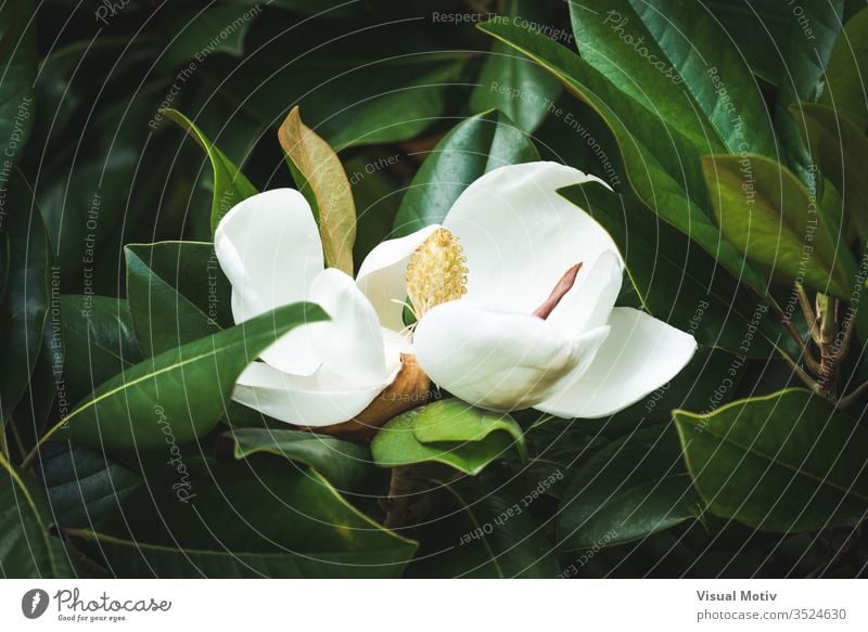 Schöne weiße Magnolia Grandiflora-Blüte zwischen den grünen Blättern Magnolie grandiflora botanisch Magnolienblüte Blume Garten weiße Blume geblümt Natur