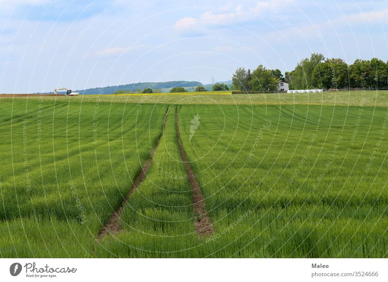 Frühlingslandschaft mit einem Winterweizenfeld Feld Landschaft Gras grün Natur Saison Weizen Himmel Horizont ländlich Wiese Bauernhof blau Cloud sonnig Tag weiß