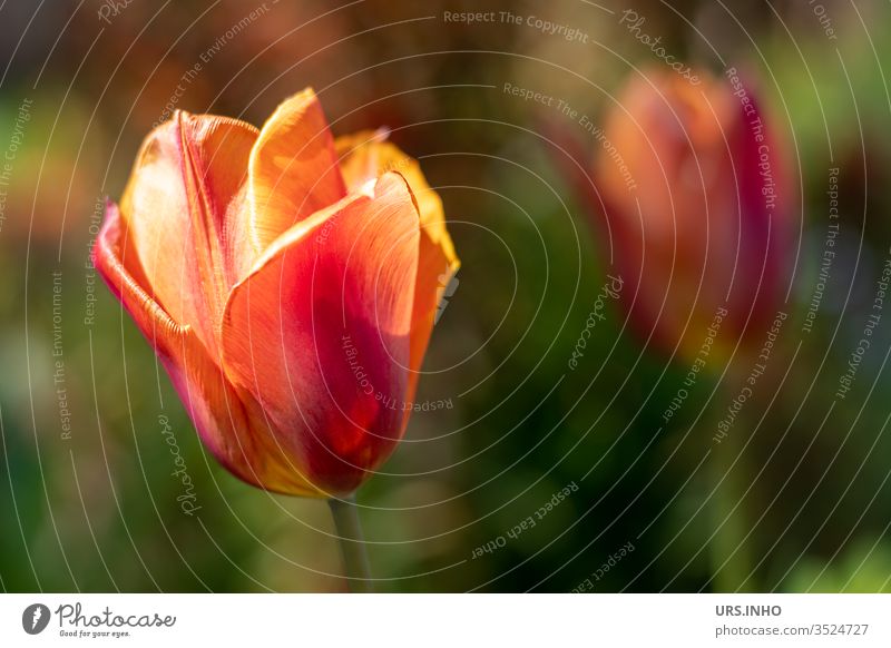 zwei Tulpen in den Farben rot und orange Duo schwache Tiefenschärfe Bokeh grün Blume Blüte Frühling Pflanzenteile menschenleer Frühlingsboten