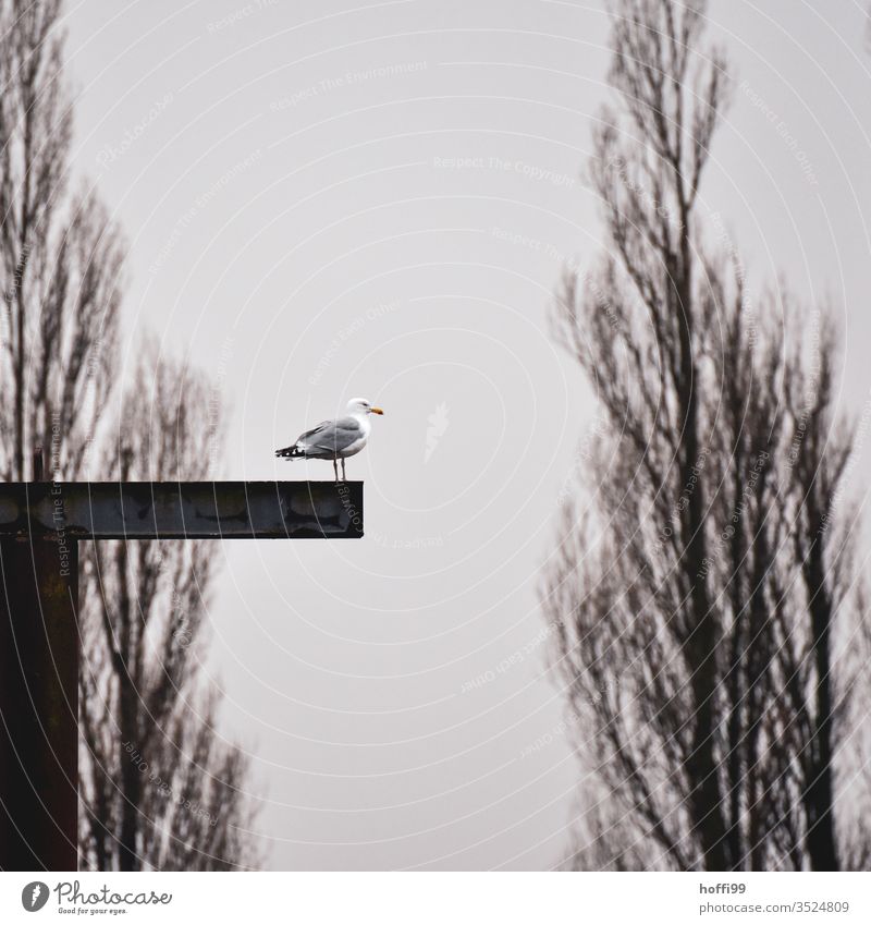 Möwe auf einem Stahlträger Möwenvögel Himmel Sommer Flügel Meer fliegen Vögel Lachmöwe Freiheit blau Strand Küste Wolken Ostsee Nordsee Nordseeinsel