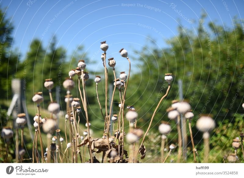 Mohnkapseln auf einem Feld Mohnfeld Mohnblume mohnkapseln Pflanze Mohnblüte Wiese Sommer Blume Klatschmohn mohnwiese