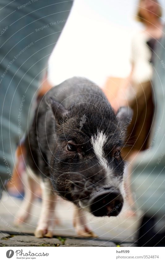 Stadtschwein - in Bremen geht vieles Ferkel Schwein stehen Marktplatz Platz Menschenmenge Tier skurril Sau Tierjunges Tierporträt 1 rosa Schnauze niedlich