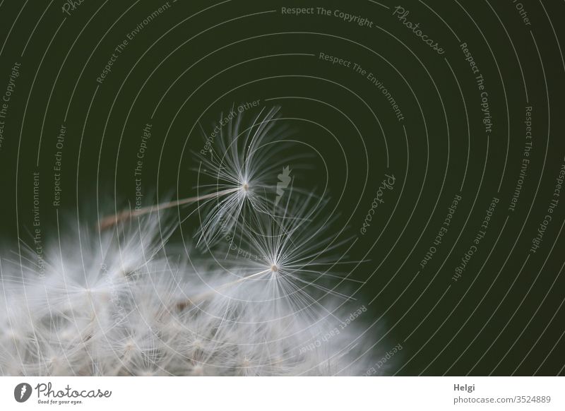Macroaufnahme von zwei filigranen Schirmchen einer Pusteblume Löwenzahn Pflanze Natur Außenaufnahme Frühling Farbfoto Makroaufnahme Umwelt Samen Nahaufnahme