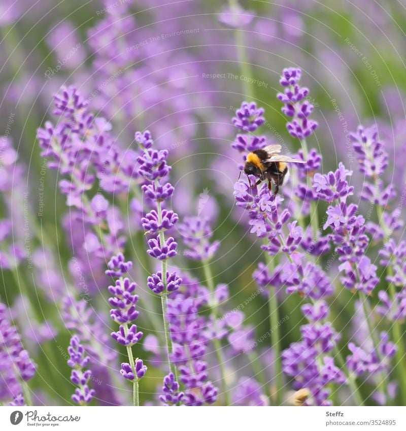 eine Hummel beim Nektarsammeln auf Lavendelblüten Bombus Bombus terrestris Lavendelduft violett blühender Lavendel Lavendelfarben Lavandula angustifolia