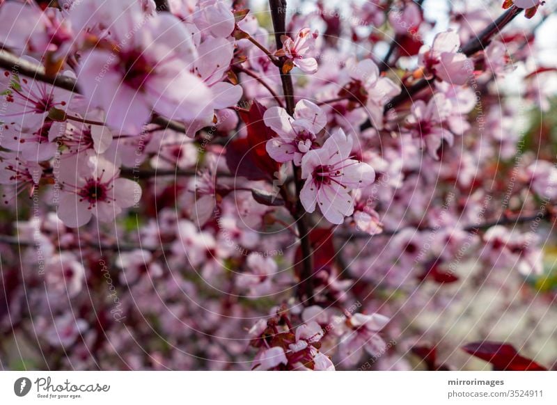 Blühende weiße und rosa Baumblüten Frühlingsblumen Blütenknospen im Freien farbenfroh botanisch Sonne rosa Baumblüten blühen frisch Zerbrechlichkeit Hintergrund