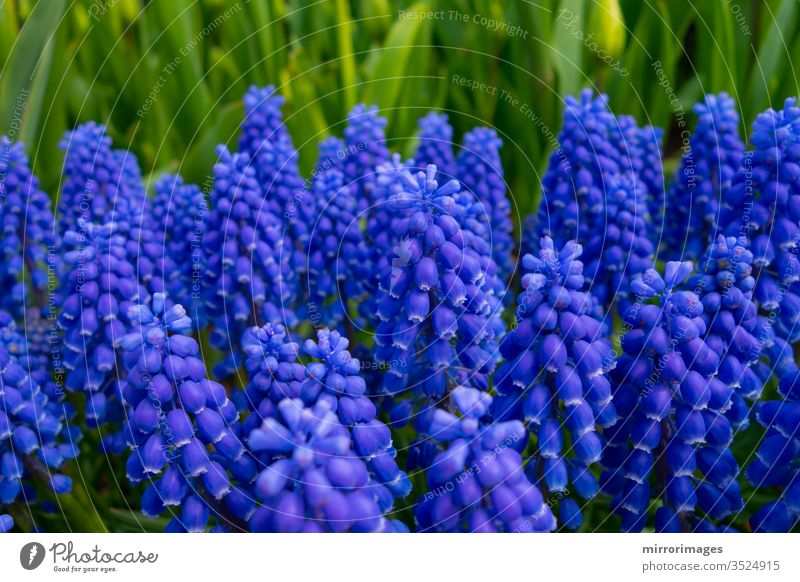 Traubenhyazinthe blau-violett blühende Blumen in einem Garten Überstrahlung Flora armeniacum-Blume Vorfrühling Muskari-Blüte Traubenhyazinthenblüte