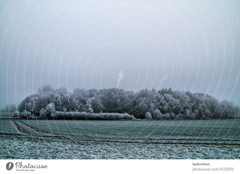 stille Winter Wald Schnee Bäume Frost Landschaft Natur Umwelt Wiese Feld Herbst laub Herbstlaub Herbstlandschaft Winterlandschaft kalt Kälte frieren gefroren