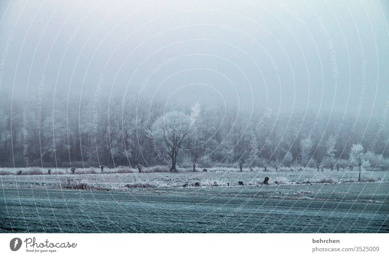 abkühlung für biti;) Pflanze Schneelandschaft Eis Winter Wald Bäume Frost Herbstlandschaft Feld Wiese Umwelt Natur Landschaft Winterlandschaft kalt Kälte