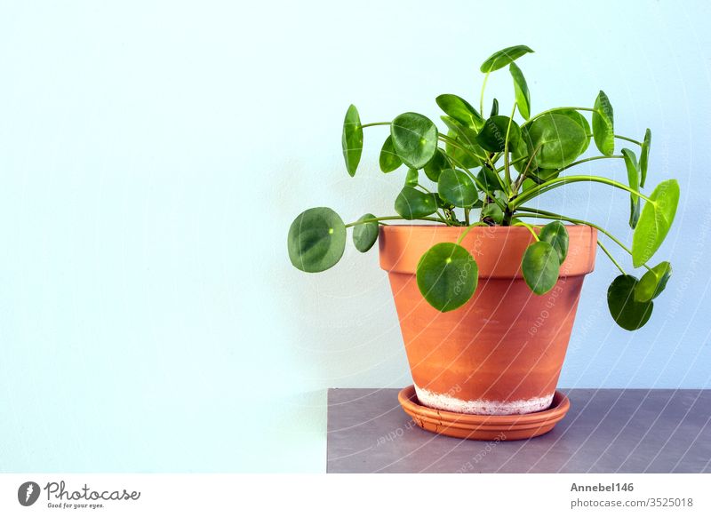 pilea peperomioides, Chinesische Geldpflanze, Ufo-Pflanze oder Pfannkuchenpflanze im retro-modernen Design Natur grün Topf Blätter wachsend Wachstum kreisen