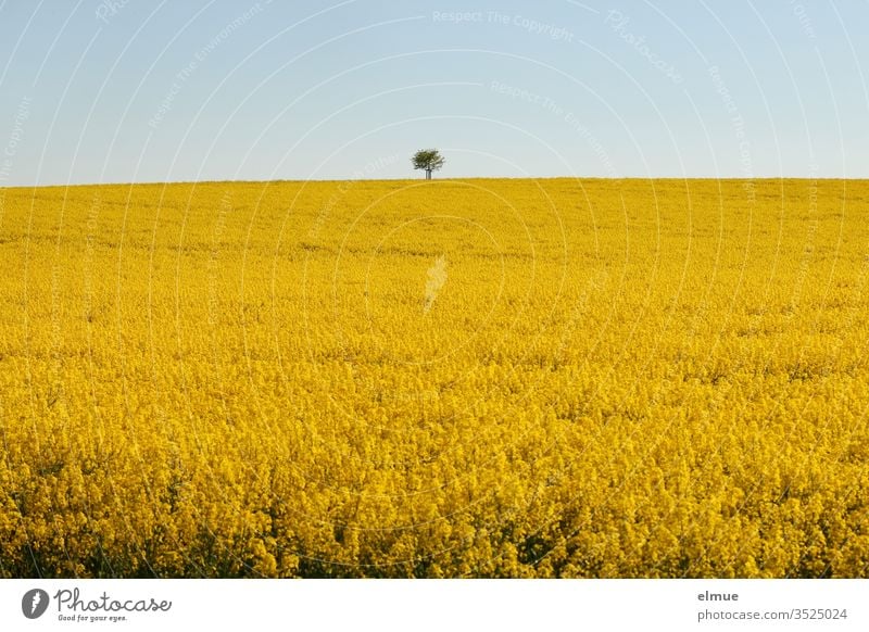 Rapsfeld mit Baum am Horizont und hellblauem Himmel Rapsblüte gelb Ölpflanze Rapsöl Ackerbau Frühling Mai Farbe Lewat Feldbau Landwirtschaft Landschaft Blüte