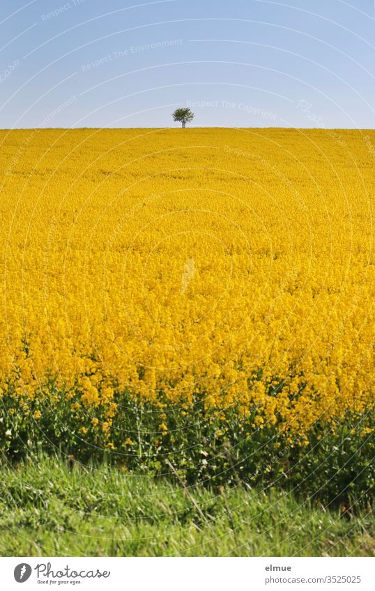 Rapsfeld mit Baum am Horizont und grünem Feldrain im Vordergrund Rapsblüte gelb Himmel Rapsöl blau Ackerbau Frühling Mai Farbe Lewat Feldbau Landwirtschaft