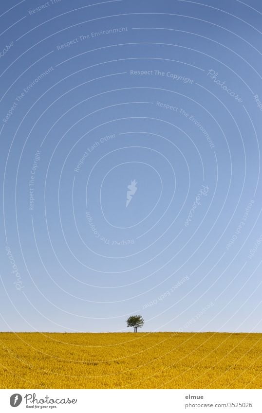 Rapsfeld mit Baum am Horizont und viel blauer Himmel Rapsblüte gelb Rapsöl Ackerbau Frühling Mai Farbe Lewat Feldbau Landwirtschaft Landschaft Blüte