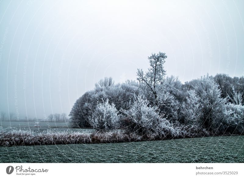 stille Winter Wald Schnee Bäume Frost Landschaft Natur Umwelt Wiese Feld Herbst laub Herbstlaub Herbstlandschaft Winterlandschaft kalt Kälte frieren gefroren