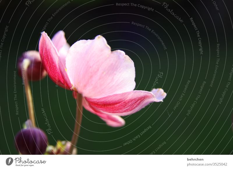 ane mone Nahaufnahme Wiese schön Licht Landschaft Wärme Umwelt Menschenleer Blütenblatt Garten Sonnenlicht prächtig leuchtend Blume blühen duftend Duft Sommer