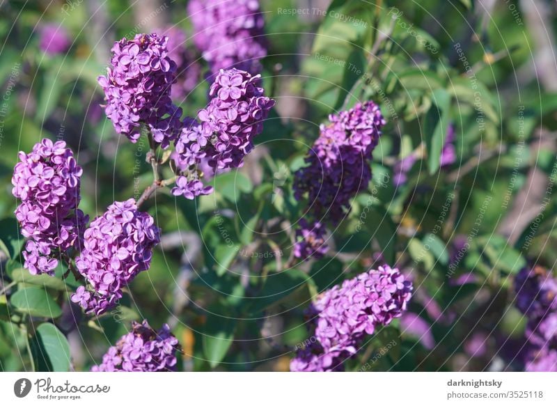 Flieder Strauch in voller Blüte Fliederbusch fliederblüte Fliederblüten Lila Violett grün sonne garten detail Zierde Dolden Farbharmonie Umwelt Frühling