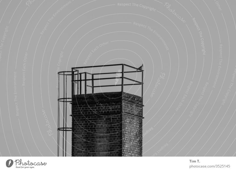 Pankow Berlin Esse Schornstein Schwarzweißfoto Taube Außenaufnahme Menschenleer bird Tag Stadt Dach Bauwerk