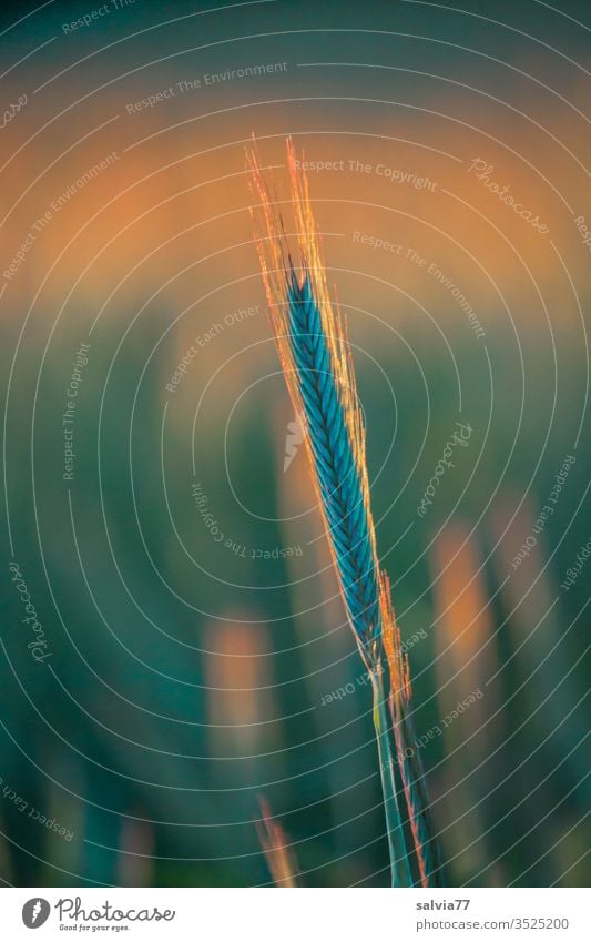 Roggenähre wird vom Abendlicht umrahmt Natur Ähre Getreide Feld Wachstum Nutzpflanze Pflanze Landwirtschaft Farbfoto Außenaufnahme Menschenleer Umwelt Kornfeld