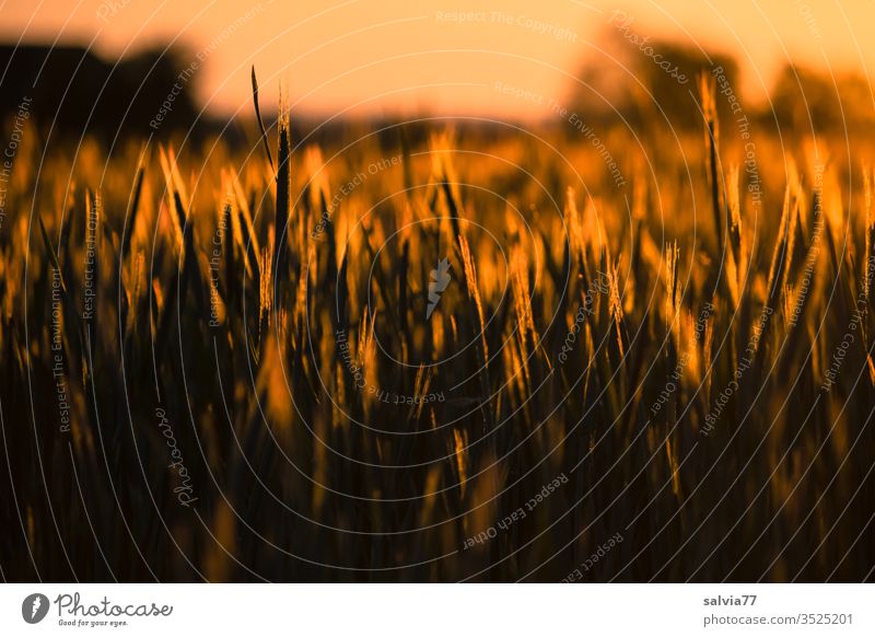 Getreidefeld im Abendlicht Natur Ähren Landwirtschaft Abendsonne Feld Kornfeld Nutzpflanze Sommer Wachstum Ackerbau Ernährung Landschaft Abenddämmerung Pflanze