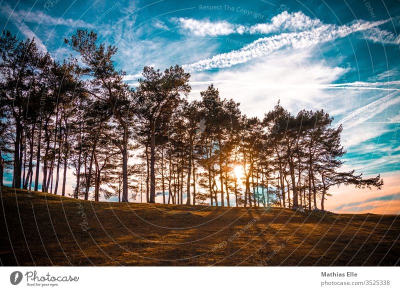 Abendsonne scheint durch Bäume Zentralperspektive Gegenlicht Sonnenstrahlen Dämmerung Textfreiraum oben Menschenleer Außenaufnahme Farbfoto wandern Spaziergang