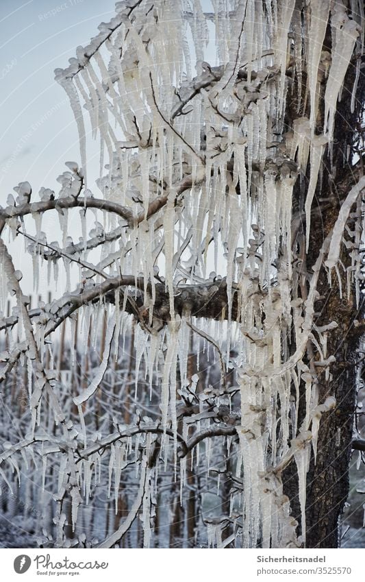 Eiszapfen am Apfelbaum Frost gefroren Menschenleer morgengrau Natur Außenaufnahme frostschutz frieren kalt Eisschicht