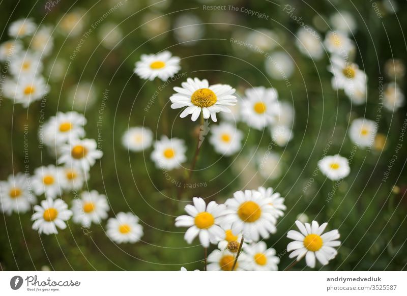 Sommerkamillen auf der Wiese. weiße schöne Kamillen auf dem grünen Hintergrund Gänseblümchen Sonnenlicht natürlich Natur Feld Schönheit gelb hell Blume Pflanze