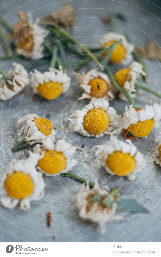 Abgeschnittene verblühte Margeriten vertocknet schneiden Blüten Blumen Garten Frühling Außenaufnahme gärtnern Pflanzen Pflanzenteile pflege Natur hell