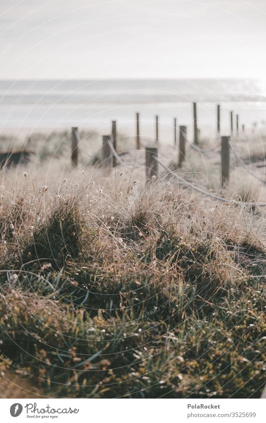 #AS# Dünengang Wind halme Neuseeland Wiesenblumen Natur zart weich Außenaufnahme Farbfoto Landschaft Himmel Gras Strand Küste Dünenweg Dünenschutz Dünenkamm