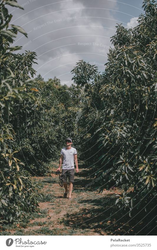 #AS# Avocado farm avocadoblatt Gesundheit Bioprodukte Lebensmittel Ernährung Gesunde Ernährung entdecken Reihe Ackerbau kultivieren anbauen