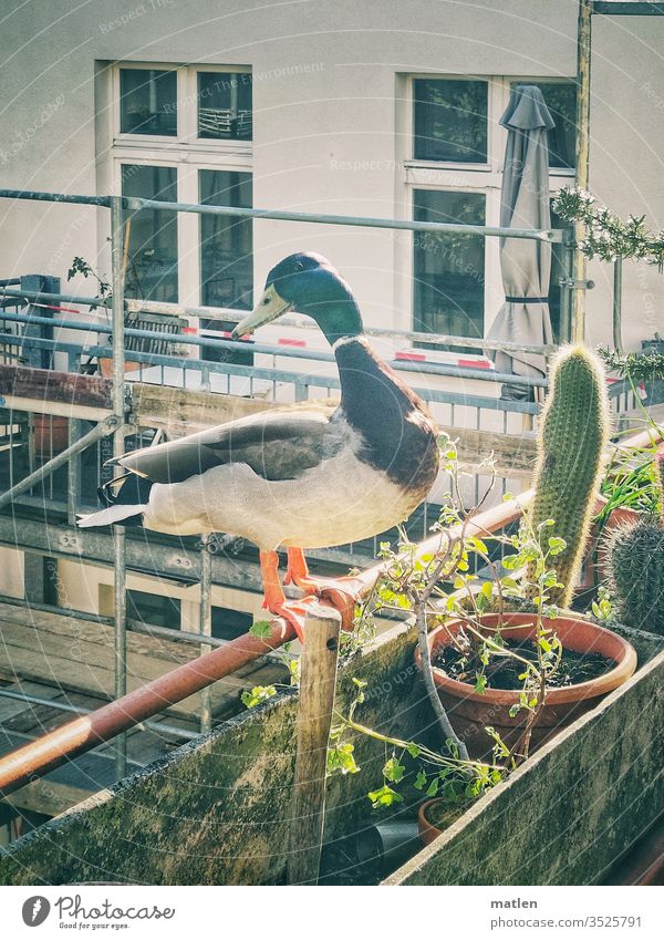 Besucher Balkon ente erpel sitzen blumenkasten hausfenster kaktus