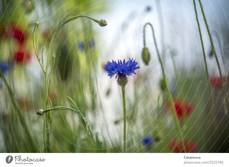 Es blüht die Kornblume im Vordergrund einer Wildblumenwiese,  Klatschmohn verschwimmt im Hintergrund Wiesenblumen Flora Blumen Pflanze Blüte Natur Sommer Gras