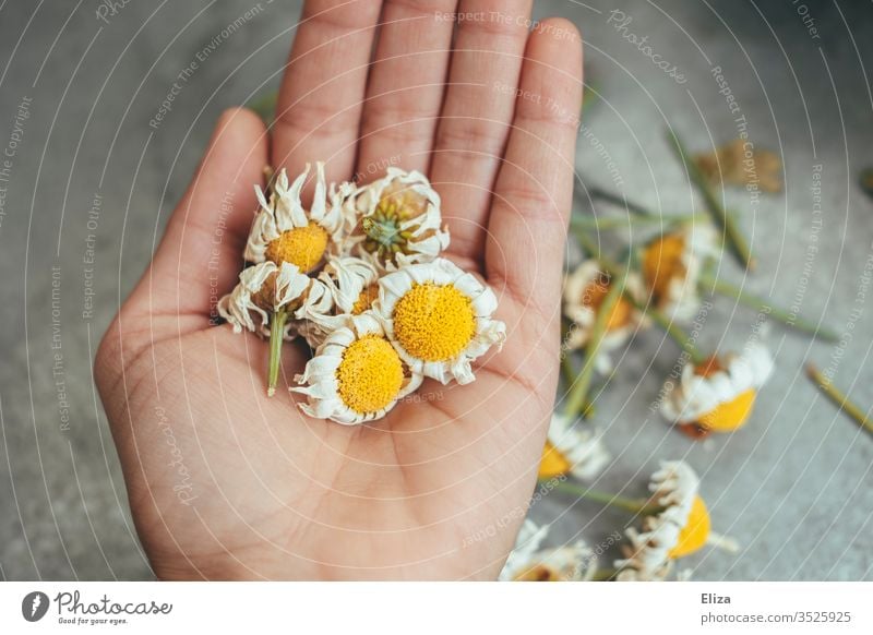 Eine Person die vertrocknete verblühte Margeriten in der Hand hält vertocknet schneiden Blüten Blumen Garten Frühling Außenaufnahme gärtnern Pflanzen