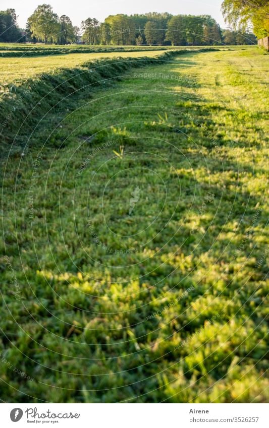 A gmahde Wiesn | wörtlich genommen Heu Wiese mähen Feld Heuwiese Feldarbeit Ackerbau Natur Landschaft Arbeit & Erwerbstätigkeit Umwelt Tag ländlich