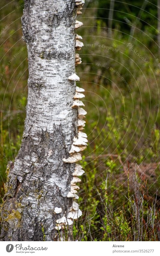 Wetterseite Birke Baumstamm Pilze Schwämme weiß grün Moor Heidekraut Feuchtgebiet Regen Schlechtwetterfront Befall einseitig Pilzbefall Stockschwamm Baumpilz