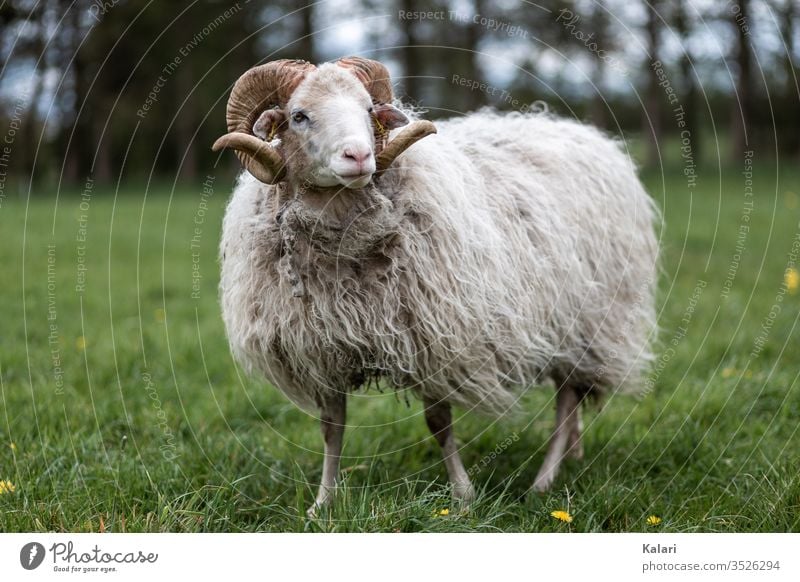 Ein Bock der Rasse weiße gehörnte Heidschnucke steht auf einer Wiese bock schaf heidschnucke wiese heideschaf rasse selten tier nutztier tierhaltung nachhaltig