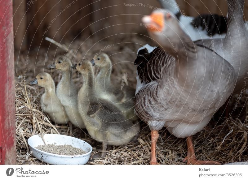 Artgerechte Haltung von Gänsen und deren Nachwuchs im Stall gössel gans jung stall futter stroh küken artgerecht tierhaltung flaumig vogel baby bauernhof