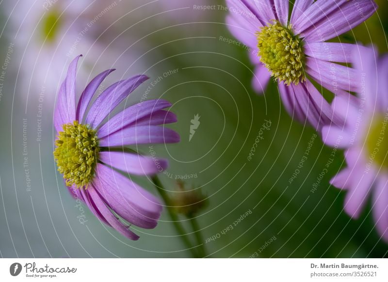 Brachyscome iberidifolia, das Gänseblümchen vom Schwanfluss aus Westaustralien Fluss Asteraceae Verbundwerkstoffe jährlich krautig Kraut Western Australien