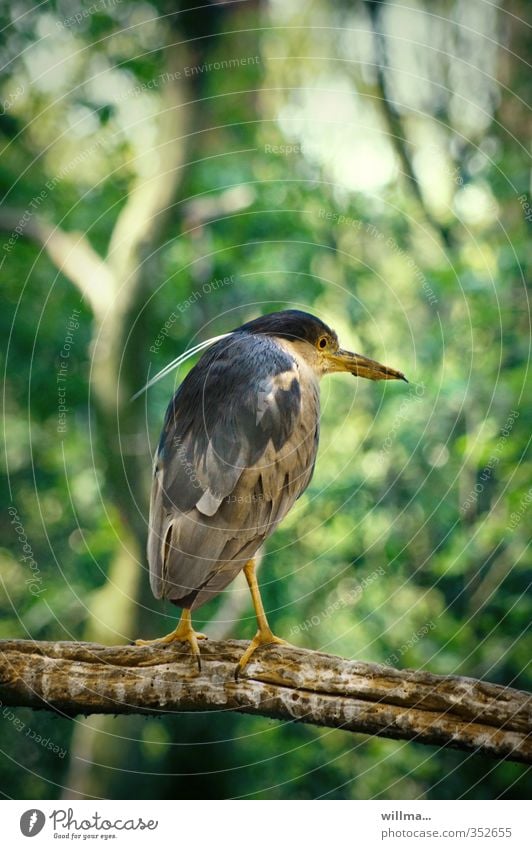 Nachtreiher Reiher Vogel Schreitvögel hocken sitzen Federschopf Wildnis ehrwürdig Tier Wildtier