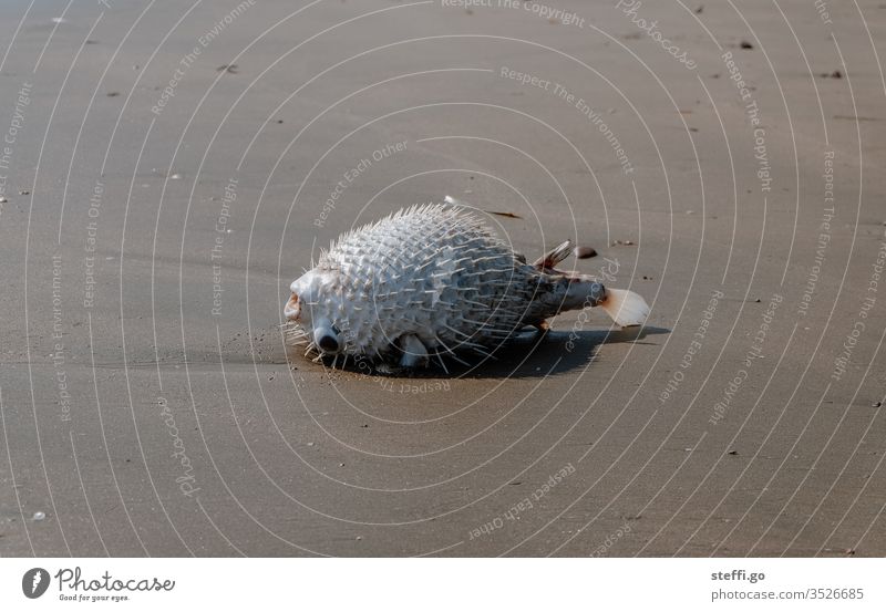 toter Kugelfisch am Strand Fisch Meer sterben Tod Todesangst Meerestier Todeskampf Klimawandel Tier Wasser Ferien & Urlaub & Reisen Sand tierwelt Meeresfrüchte