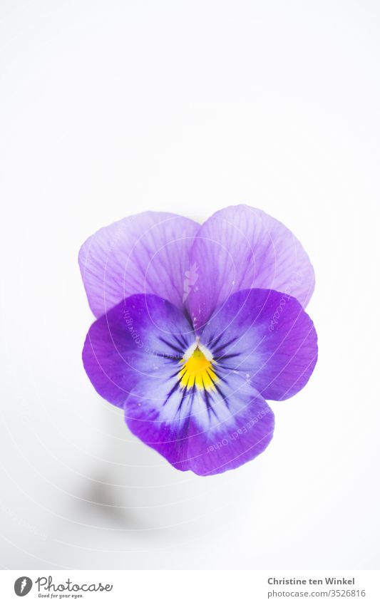 Einzelne violett-gelbe Blüte eines Stiefmütterchens in einer kleinen weißen Vase auf weißem Untergrund Stiefmütterchenblüte violette Blüte lila Blüte