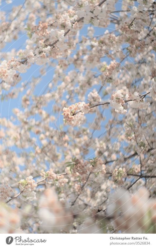 Frühlingsblüte in Berlin Regierungsviertel Blauer Himmel Bundesrepublik Deutschland ChristopherRatter Licht Großstadt hell Städtereise Ferien & Urlaub & Reisen