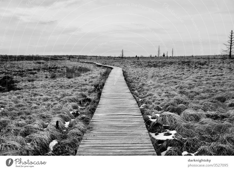 Hohes Venn Bohlen Weg im Winter hoge venen Natur Landschaft Menschenleer Außenaufnahme wandern Gras Hochmoor gräser Schnee graustufen schwarzweiß Moor Pflanze