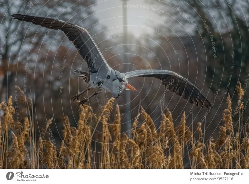 Graureiher im Flug Reiher Ardea cinerea Flügel Kopf Schnabel Auge Tiergesicht Krallen Seeufer Vogel Feder gefiedert Wildtier Sonnenlicht Schönes Wetter fliegen