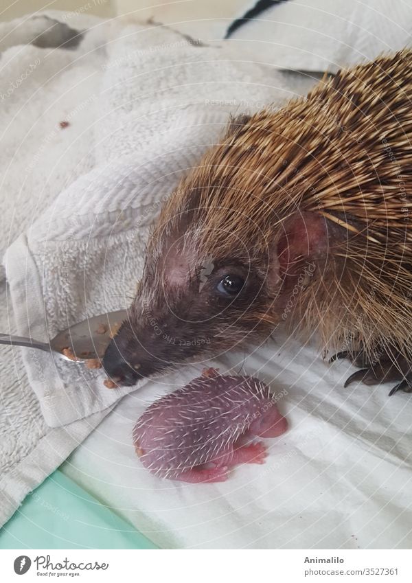 Maman hérisson qui vient d'avoir un bébé Igel Igel-Baby Hedgehogbirth Geburt Mutter retten Veterinär pikant Wildtier weißer Hintergrund füttern Tierfutter