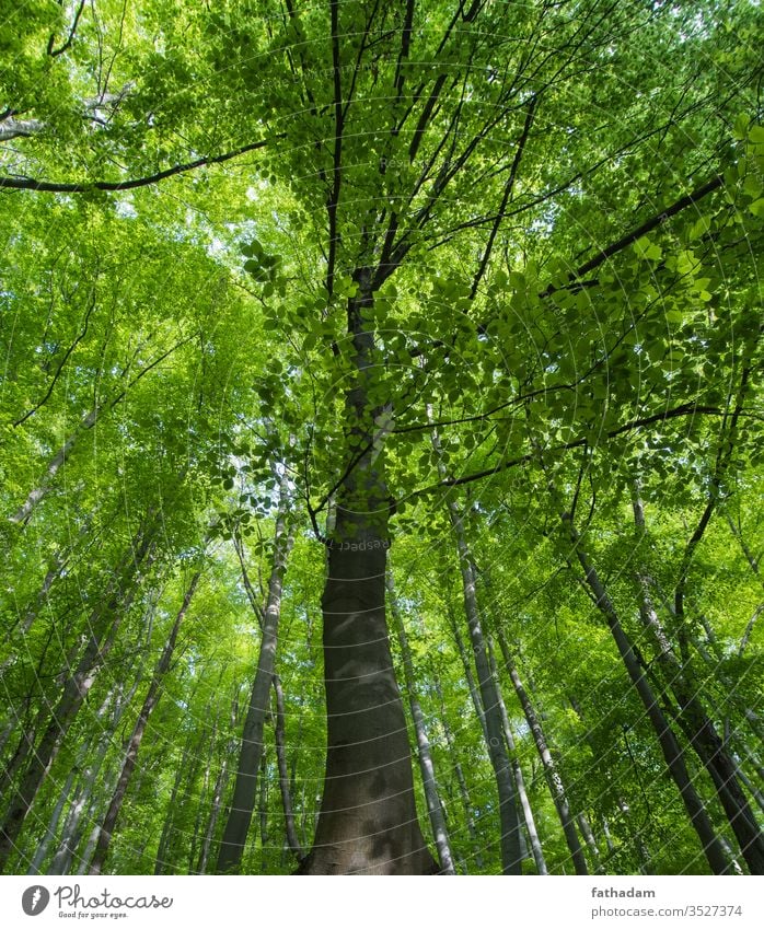 Schöner Buchenwald Detail Frühling im Freien Naturschutzgebiet Waldboden grüner Wald ruhig wild Szene üppig (Wuchs) Morgen Pflanze Sommer Tag Hintergrund Umwelt