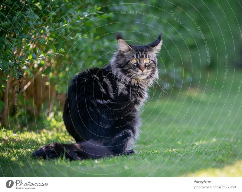 Tabby Maine Coon Katze sitzt im Garten neben einer Hecke Haustiere im Freien Natur Botanik grün Rasen Wiese Gras sonnig Sonnenlicht Sommer Frühling Rassekatze