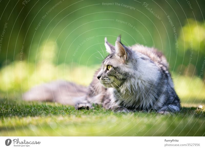 Maine Coon Katze, die im Garten zur Seiite blickt Haustiere im Freien Natur Botanik grün Rasen Wiese Gras sonnig Sonnenlicht Sommer Frühling Rassekatze