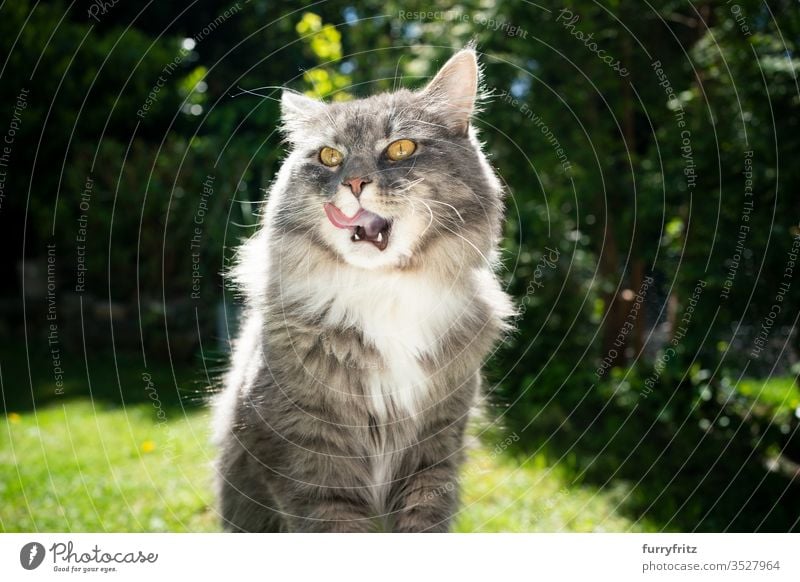 Maine Coon Katze ist hungrig und leckt sich die Lippen Haustiere im Freien Natur Botanik grün Rasen Wiese Gras sonnig Sonnenlicht Sommer Frühling Rassekatze