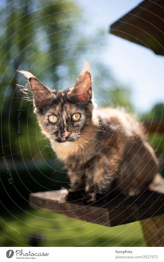 süßes Schildpatt Maine Coon Kätzchen sitzt auf einem Kratzbaum im Freien und schaut in die Kamera Katze Haustiere Natur Botanik grün Rasen Wiese Gras sonnig