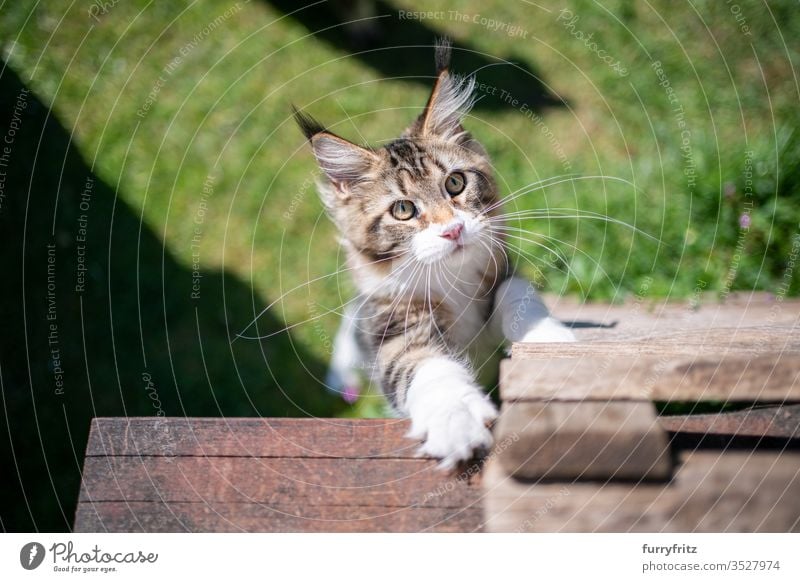 neugieriges Maine Coon Kätzchen will nach oben klettern Katze Haustiere im Freien Natur Botanik grün Rasen Wiese Gras sonnig Sonnenlicht Sommer Frühling